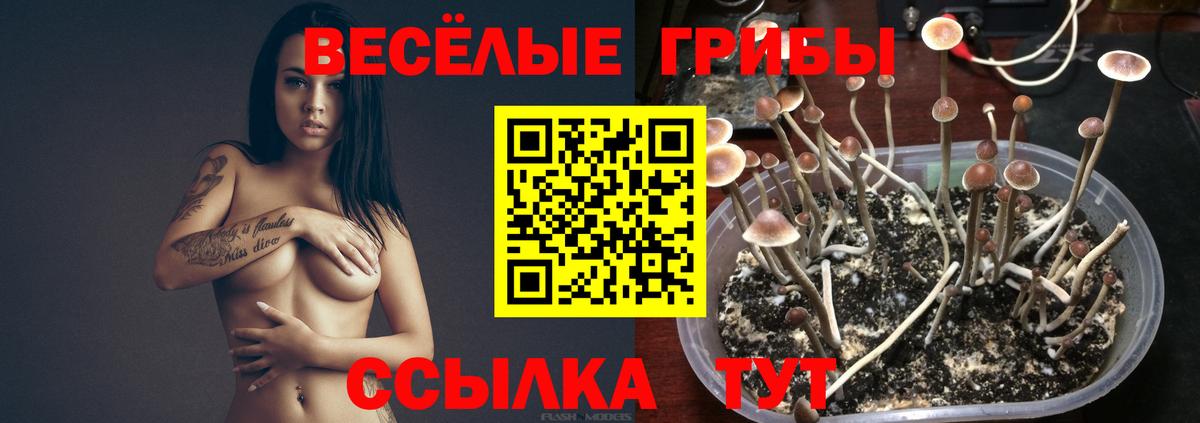 Галлюциногенные грибы GOLDEN TEACHER  Вход с VPN  Камышлов 